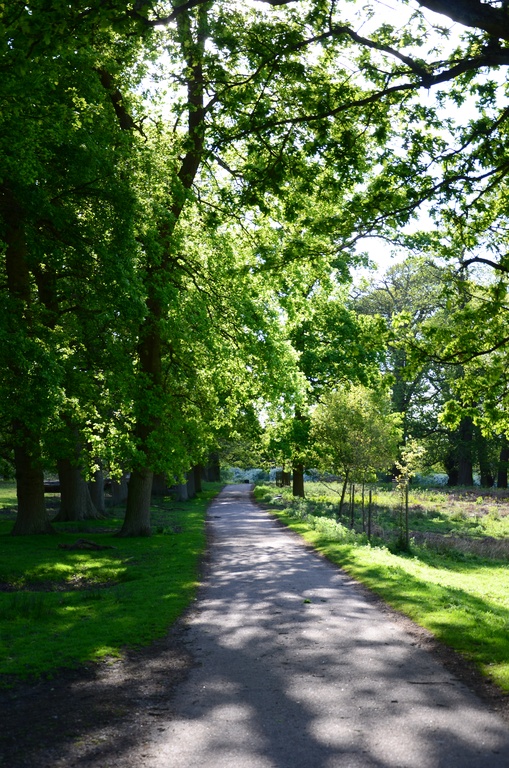 2014-05 Knole Park/DSC_0022.JPG